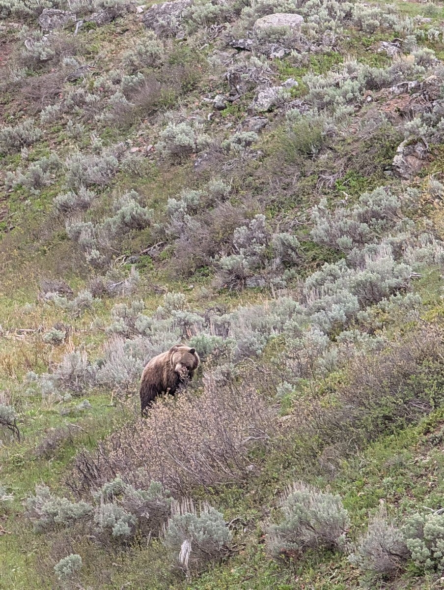 Wildlife alert