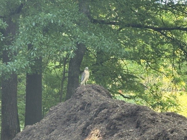 Bird in the woods
