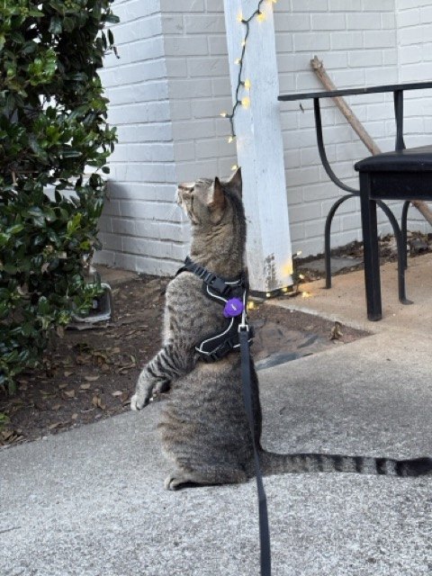 Cat on a patio