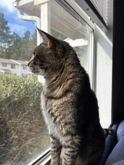 Cat at a window
