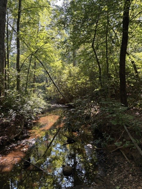 Water in the woods